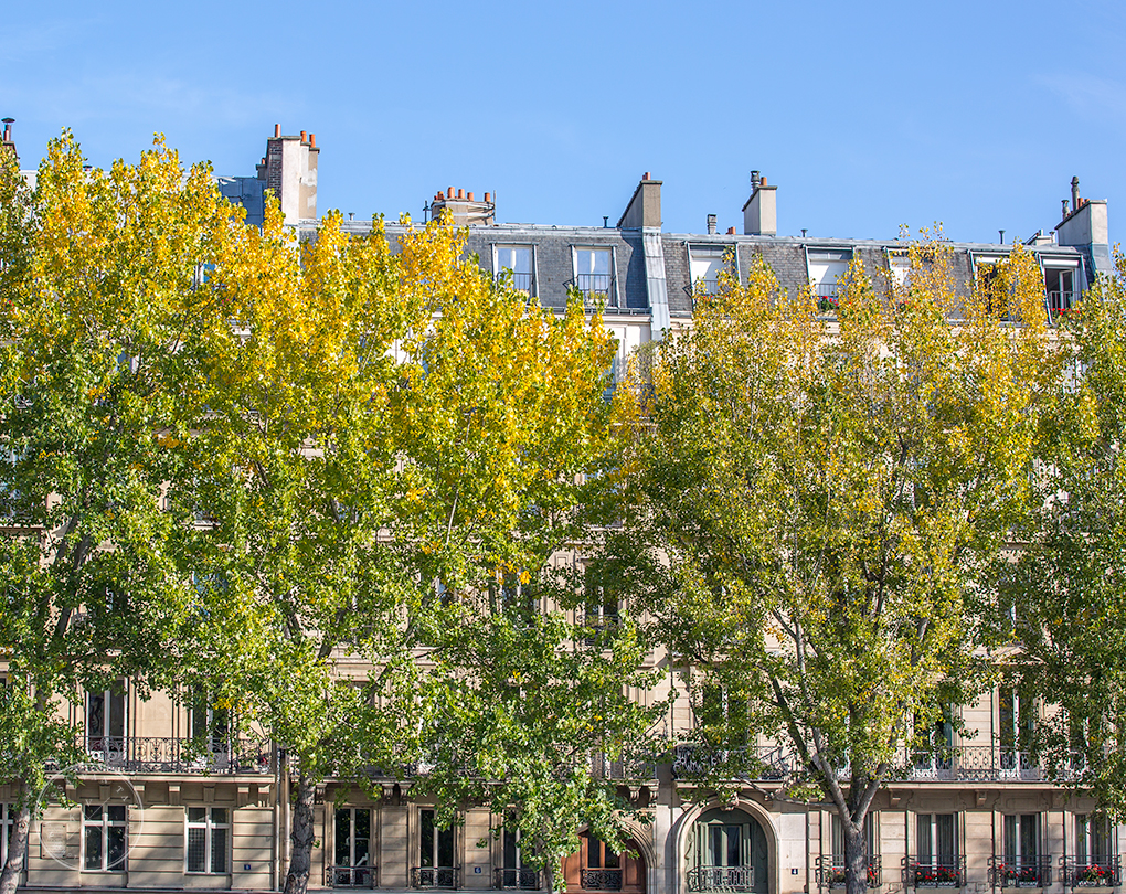 Paris photo of ombre trees